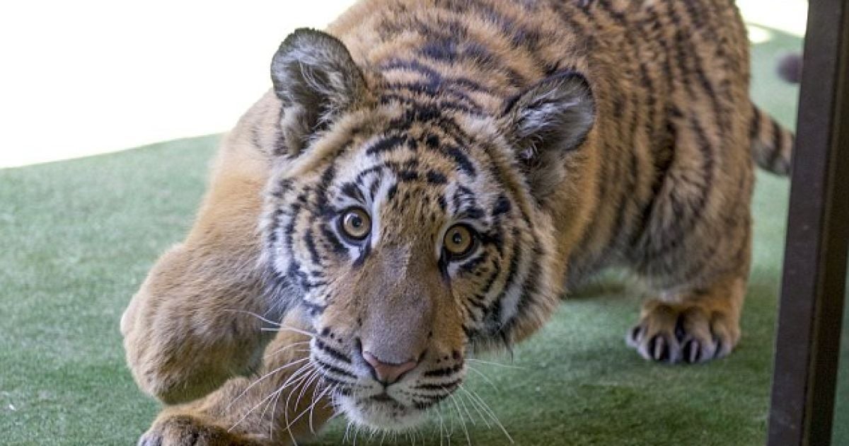 Звір вкусив чоловіка за палець