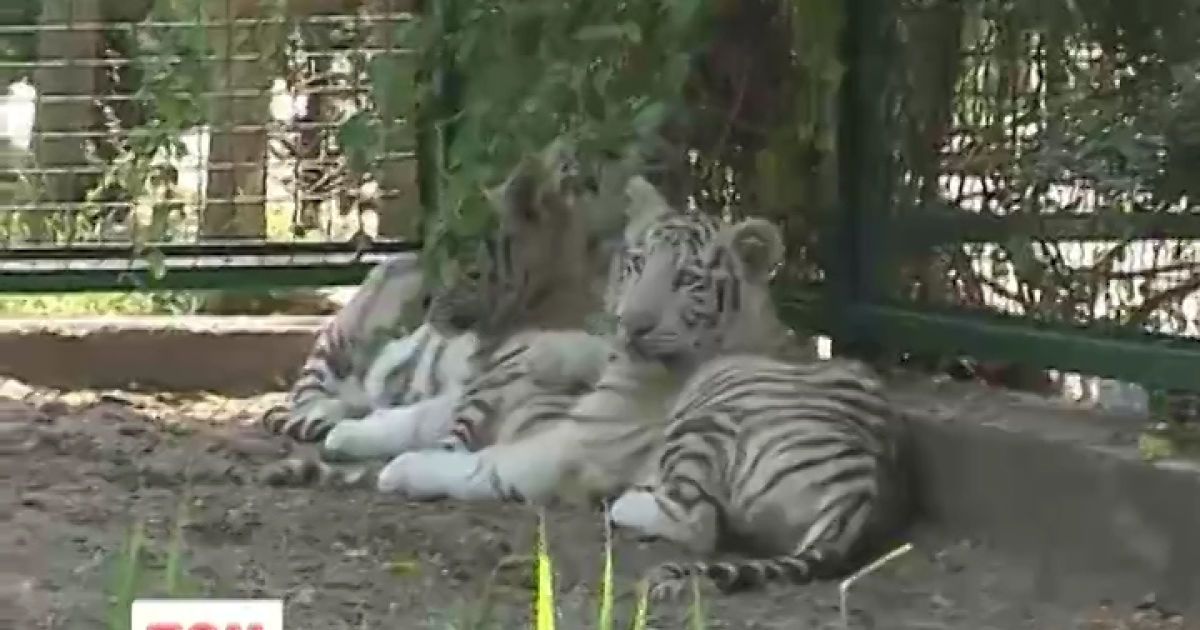 У Бердянськ завезли білих тигрів.