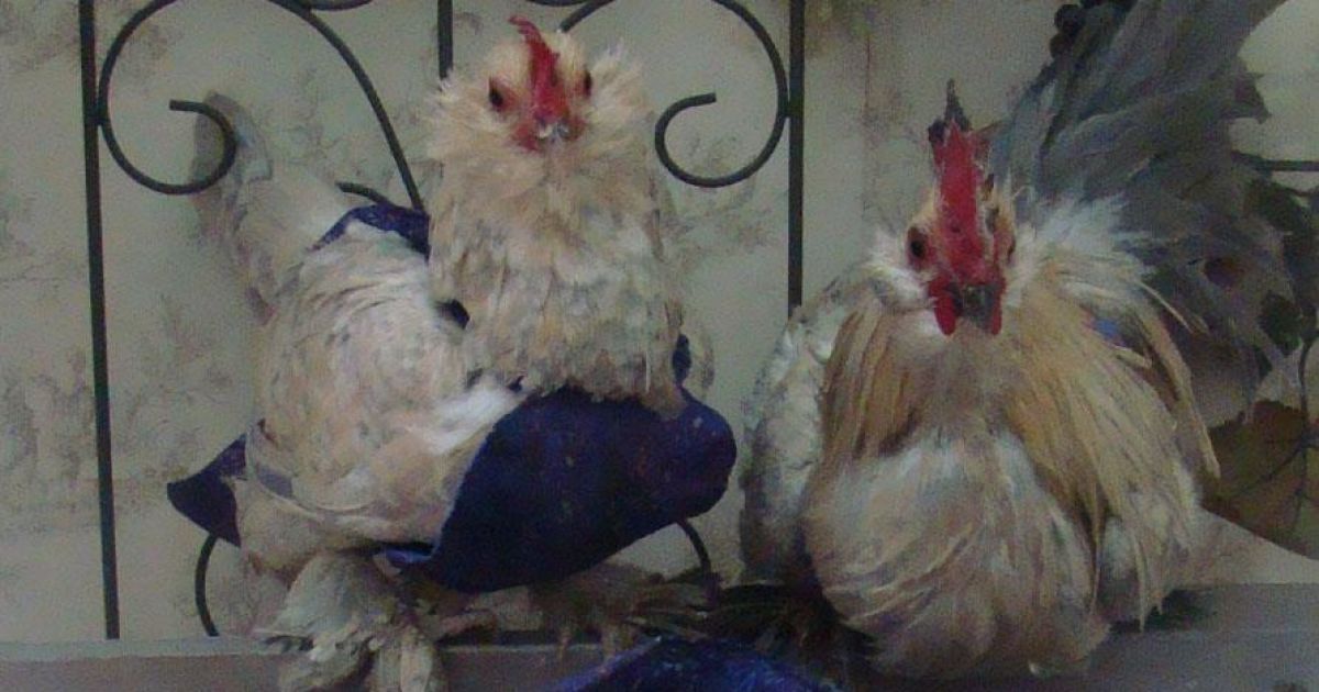 В США вигадали курячі підгузки. / © Рampered poultry