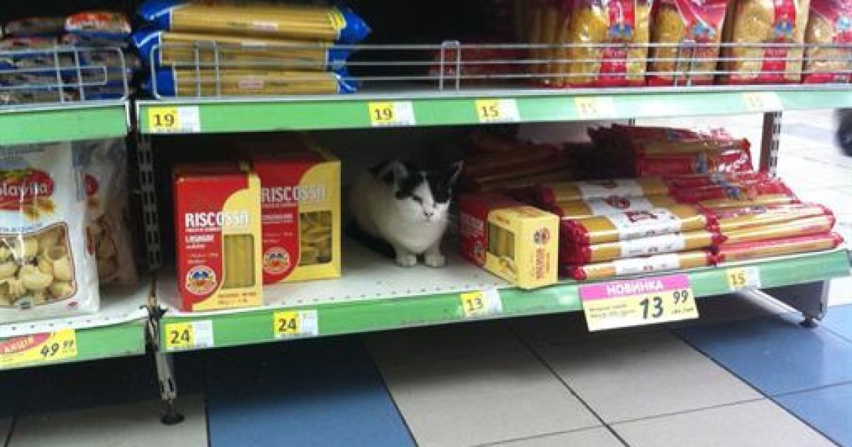 Кіт живе на полицях з продуктами
