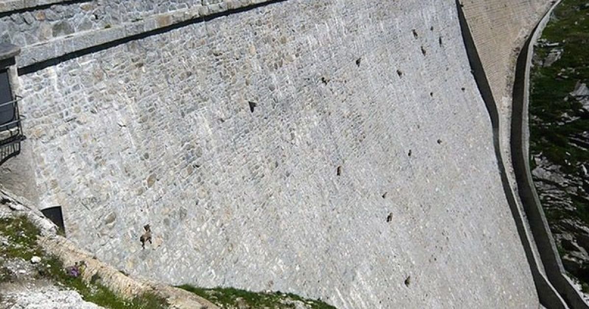 Кози на греблі. / © bigpicture.ru