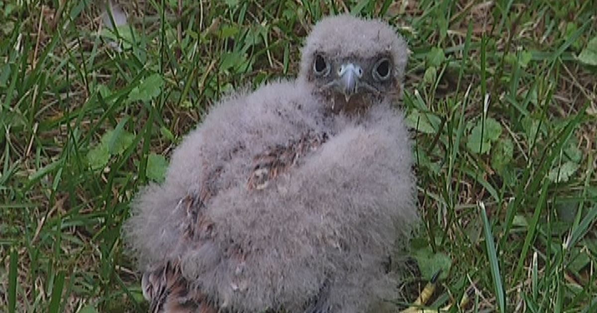 Соколеня повернулось до мами