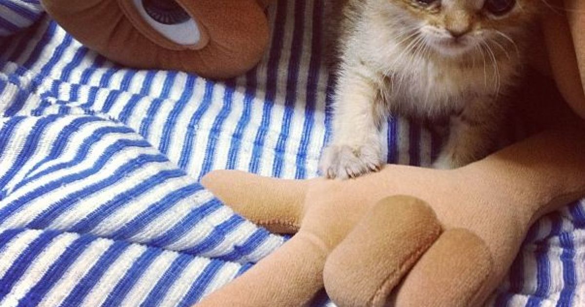 Кошеня Васабі / © instagram.com/shimejiwasabi