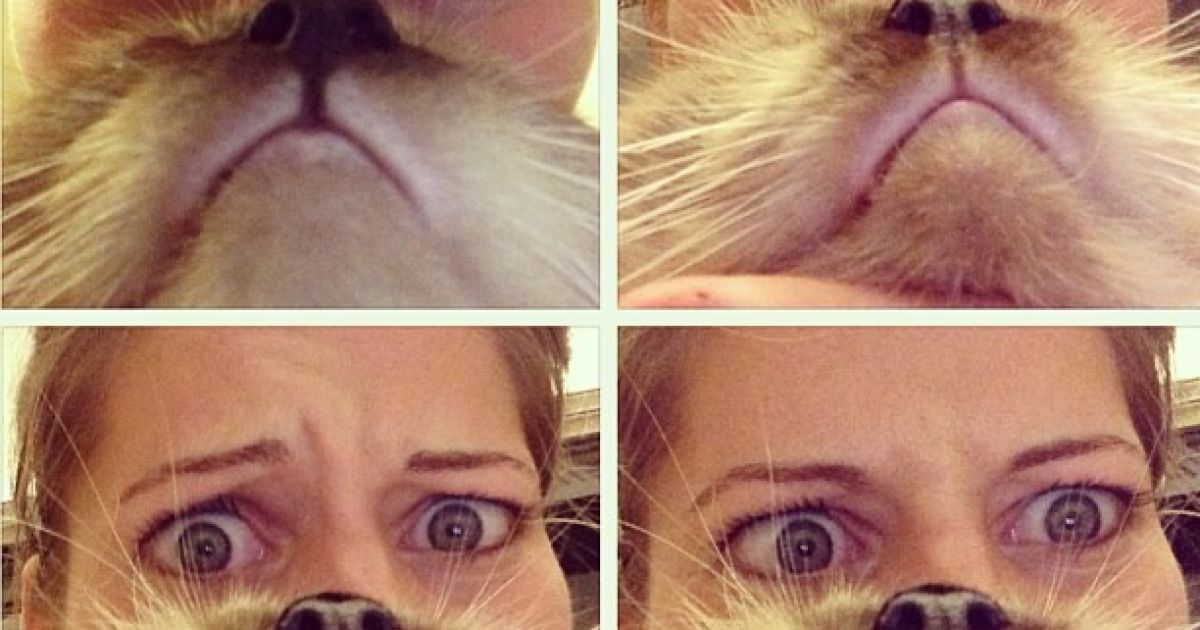 Котобороди - нове віяння в інтернеті