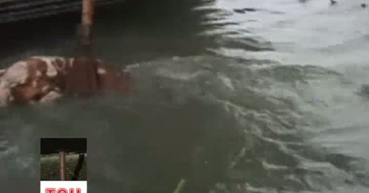 Водойма переповнена трупами тварин