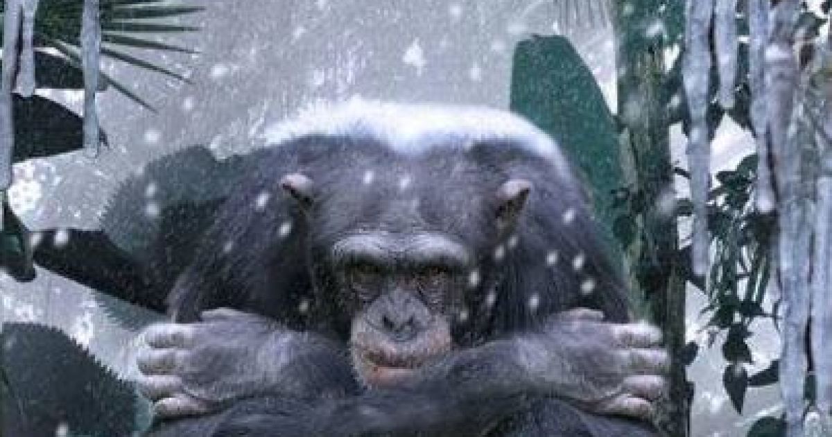 Звірі замерзають у 50-ти кілометрах від Києва