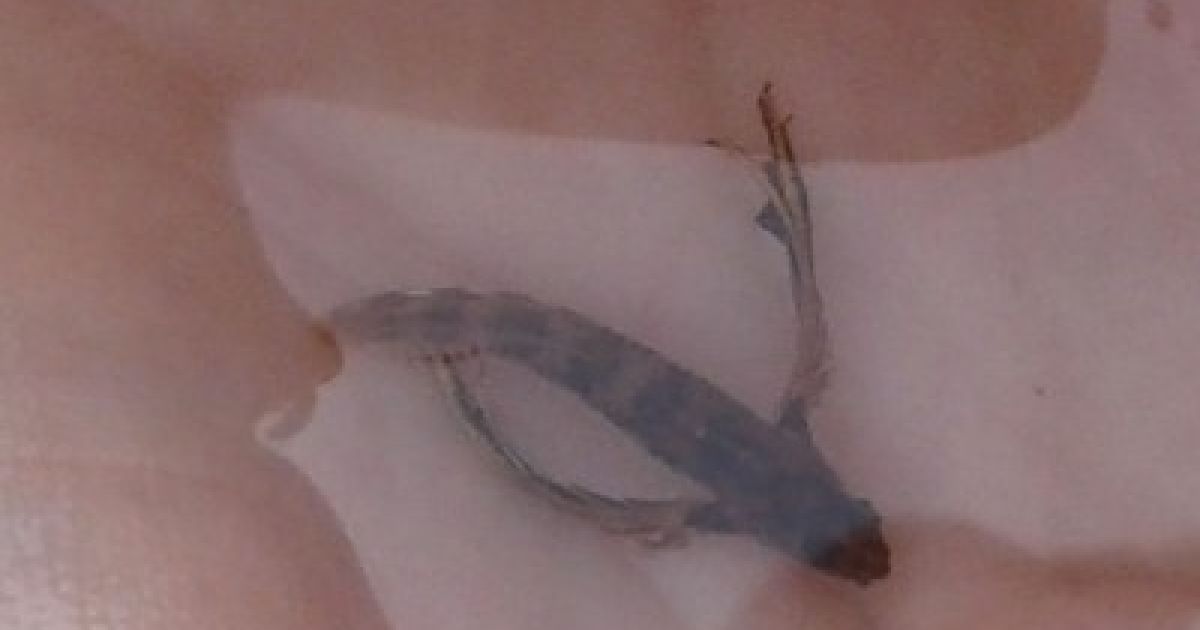 У Севастополі виловили невідому рибу