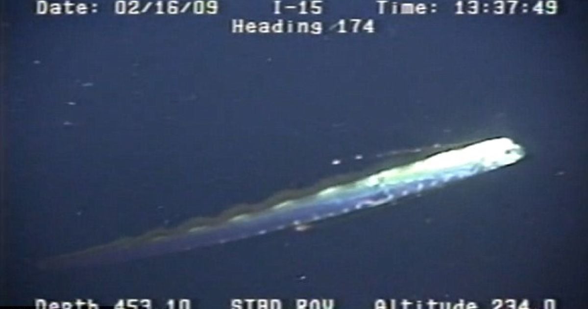 Оселедцевого короля вперше зняли на відео у воді