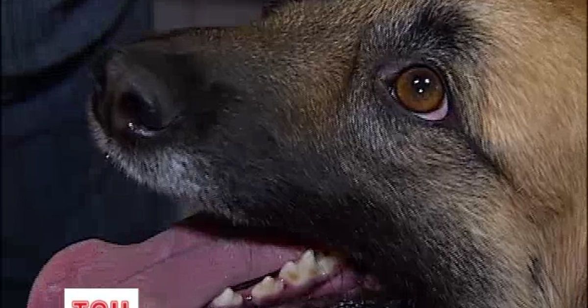 Волонтери водять дворових собак у салони краси для тварин