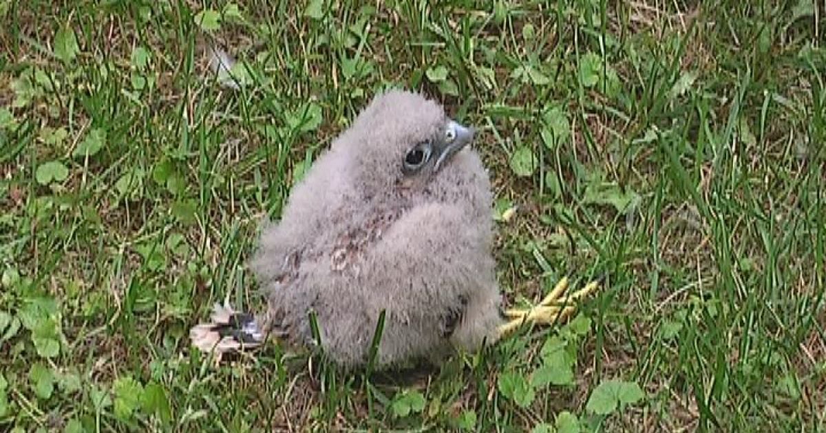 Соколеня повернулось до мами