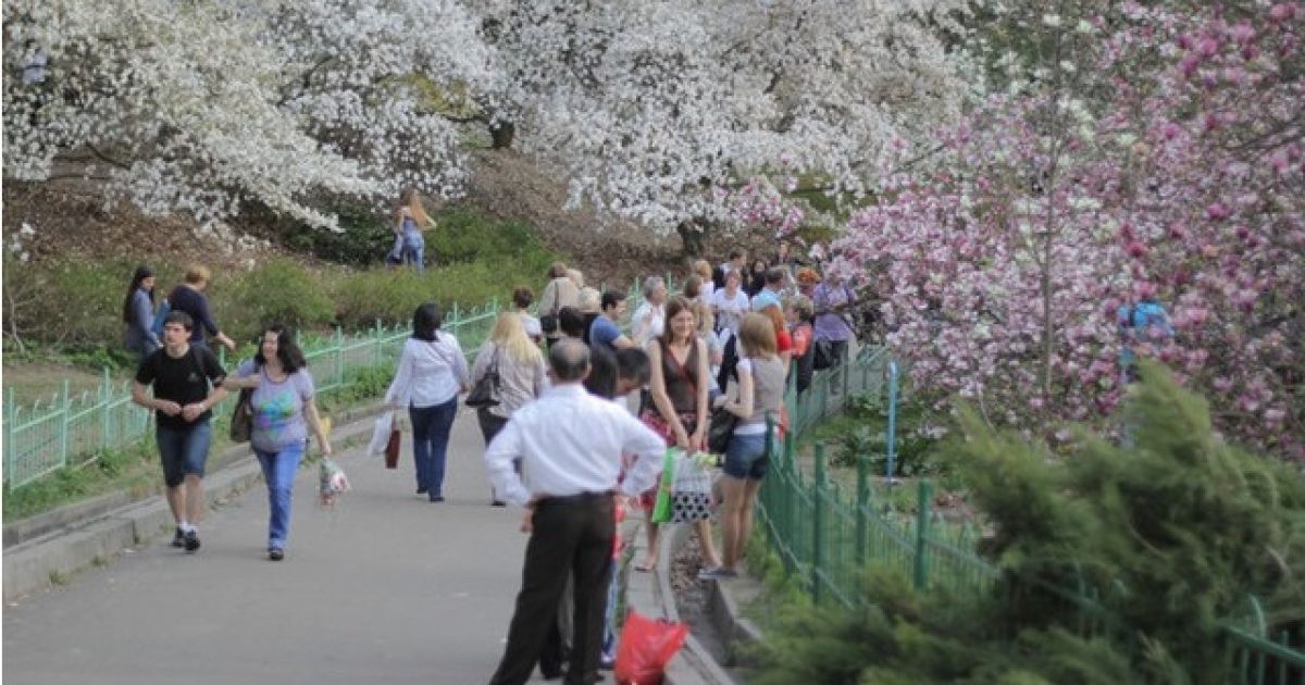 Ботанічний сад зачаровує відвідувачів квітучими магноліями / © Сегодня/Сергій Ус
