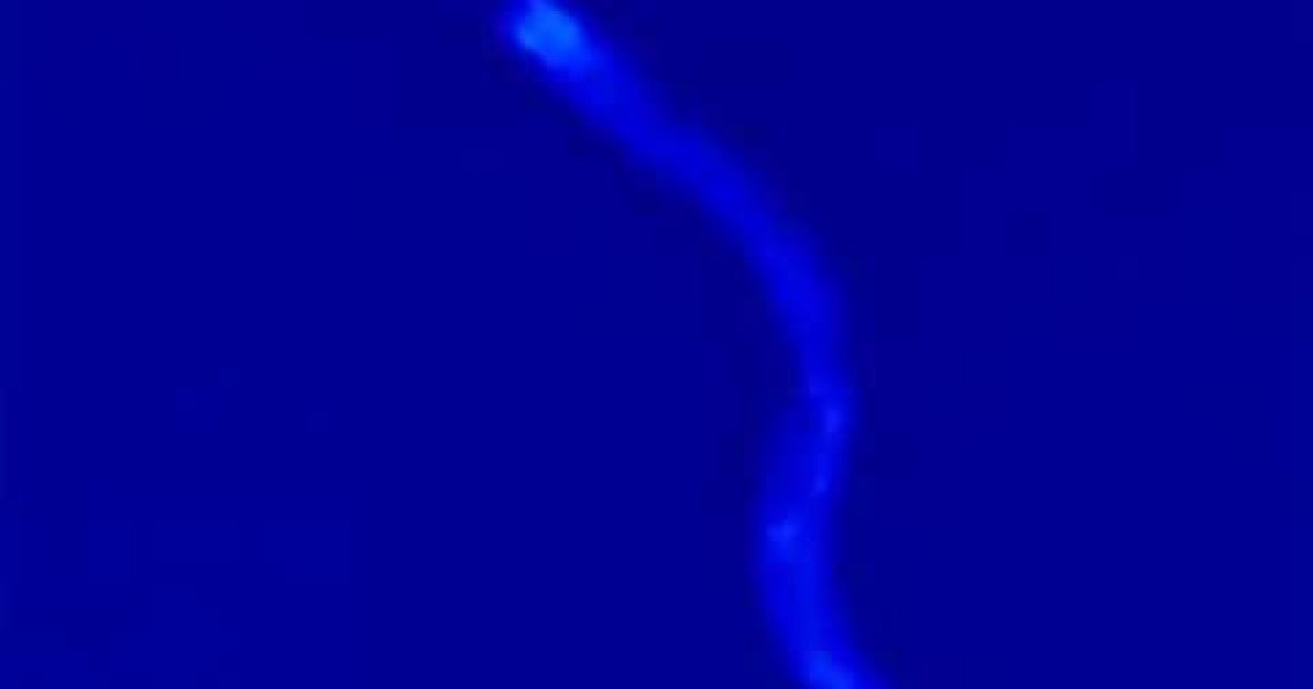 Так виглядає смерть у хробаків