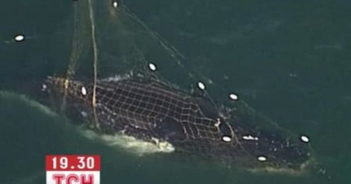 В Австралії з пастки звільнили кита