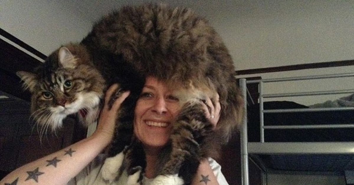 Перуки з котів