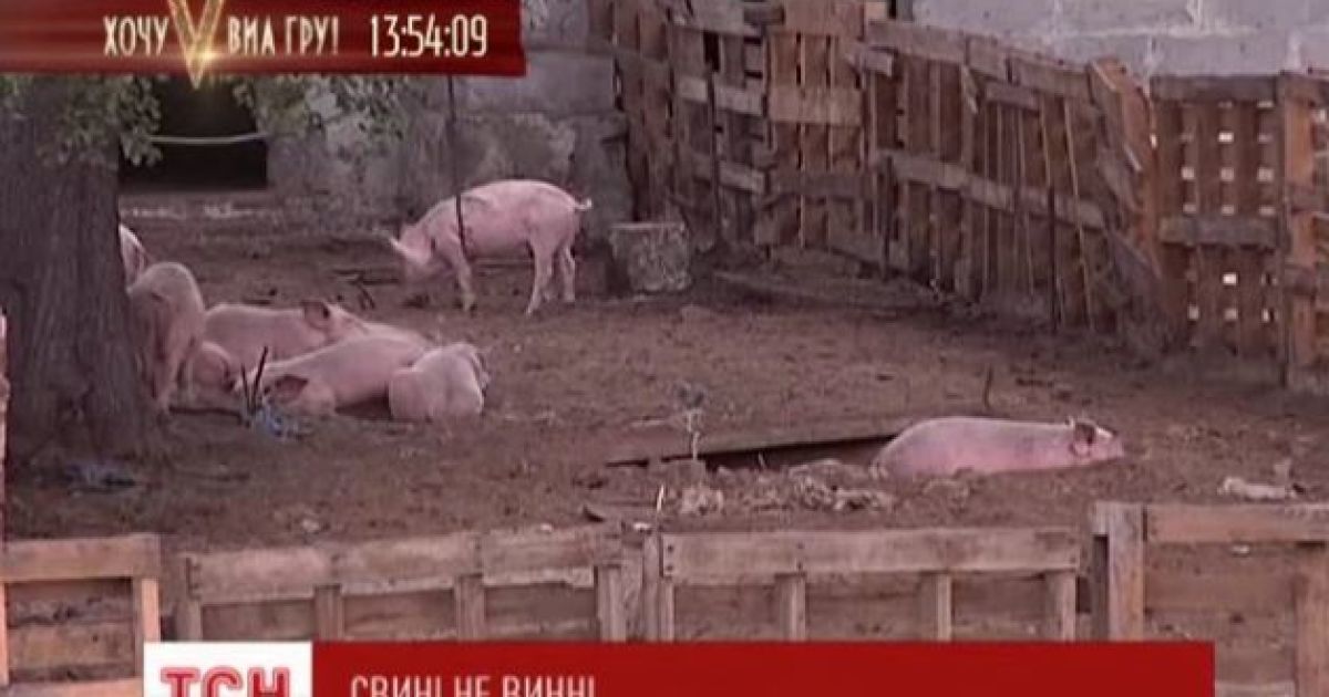 Чоловік просто на вулиці поселив 500 свиней