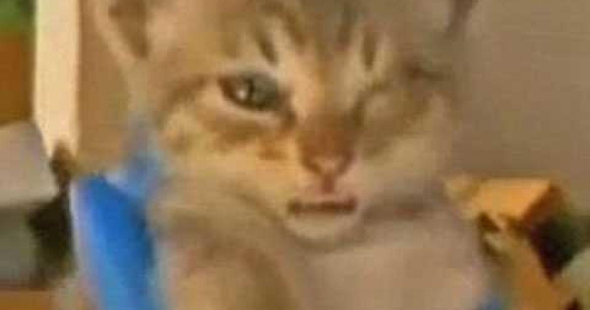 Кошеня дивом лишилося живим.