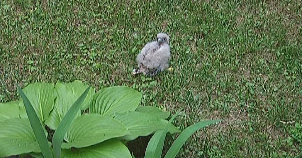 Соколеня повернулось до мами