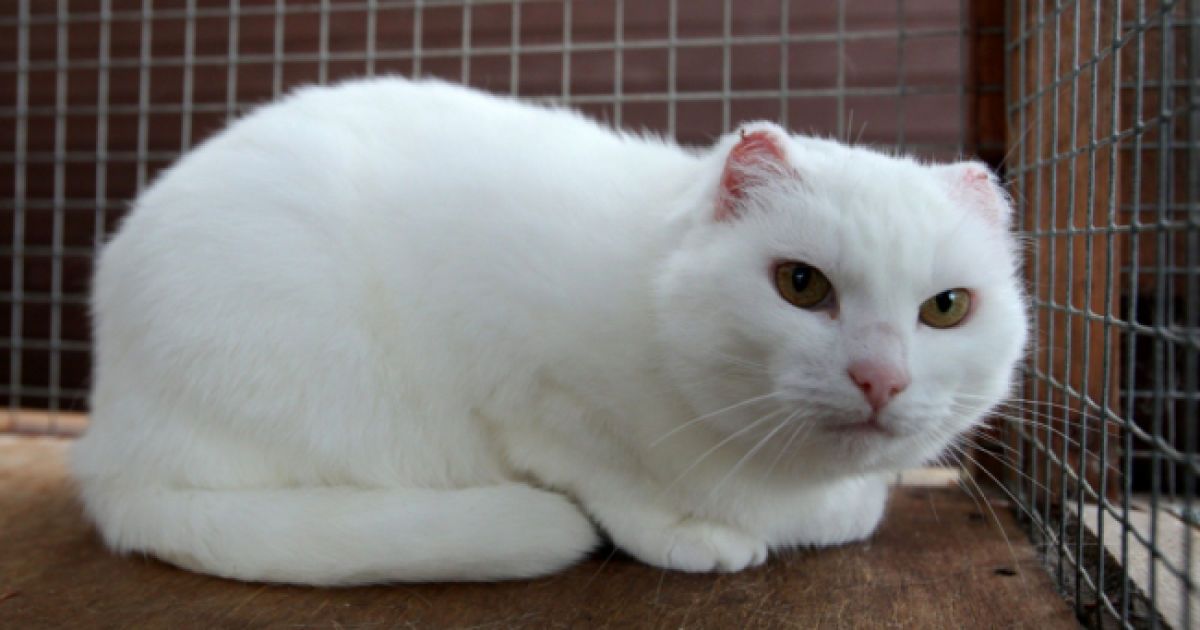 Кицька втратила обидва вуха через сонячні опіки.