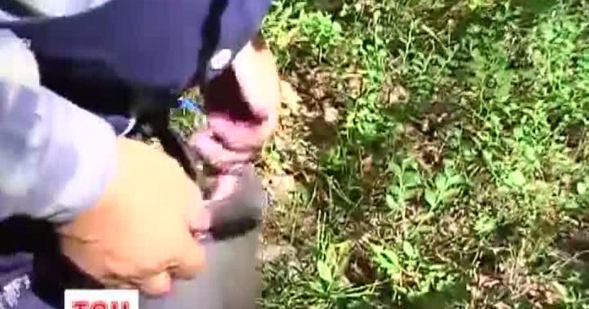 Хмельницька облрада обклала податком збирання чорниць.