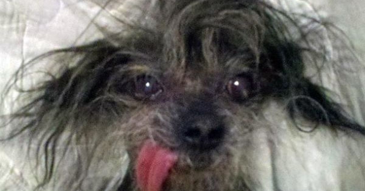 Найпотворніші собаки світу / © The Sun