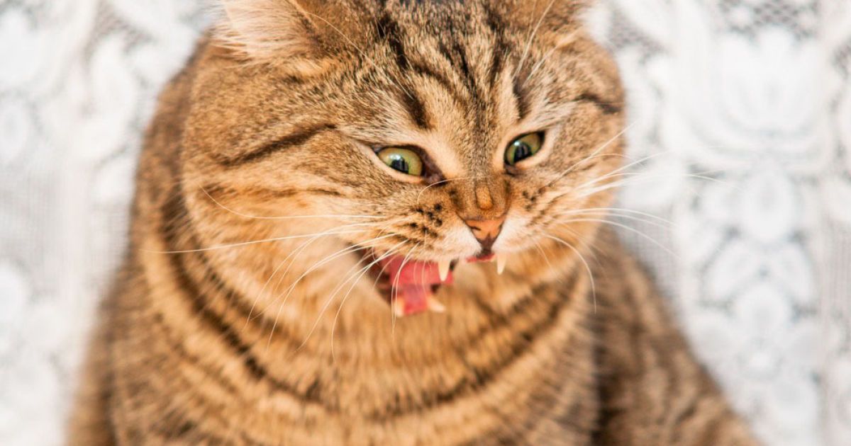 Коти перегризли артерію жінці у Франції.