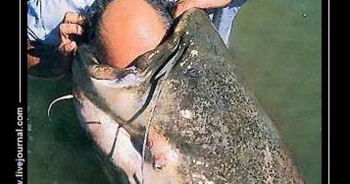 Фотожаби на риболовлю Путіна і Лукашенка