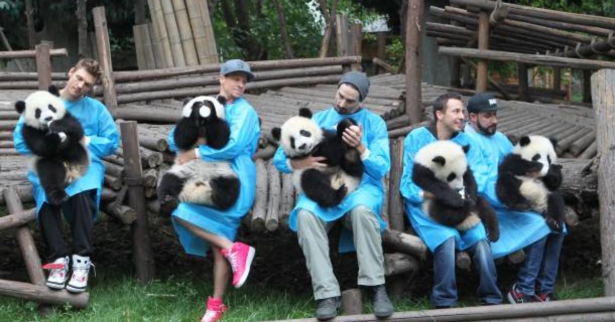 Backstreet Boys нагодували панд / © 5thelementexpeditions.com