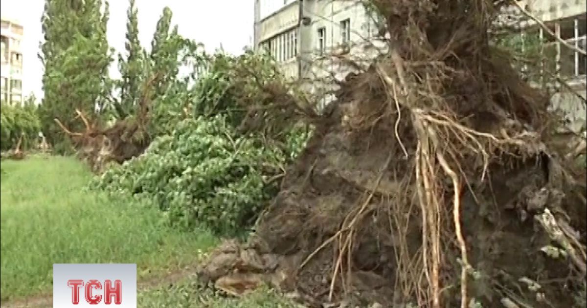 Вітер був такої сили, що дерева виривало з корінням