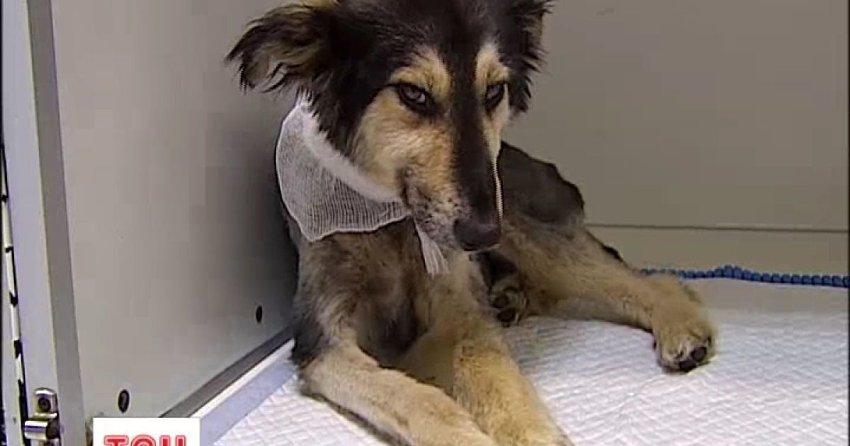 Тварини страждають від дій садистів