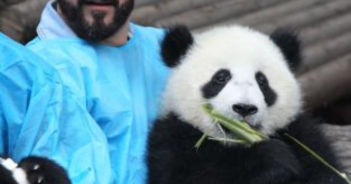 Backstreet Boys нагодували панд / © 5thelementexpeditions.com