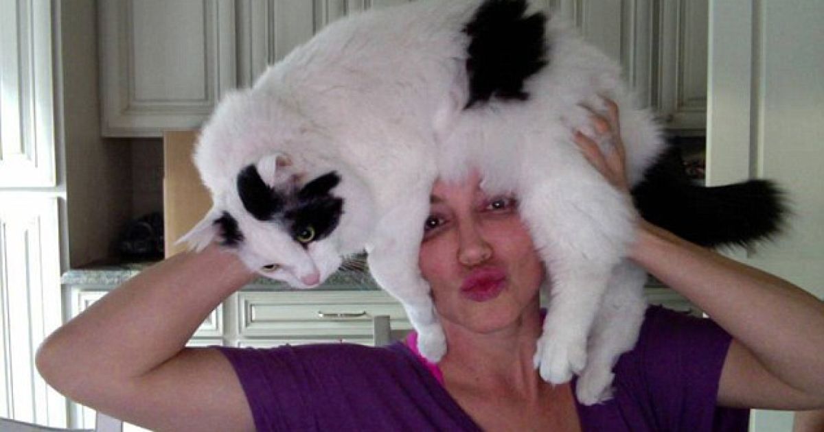Перуки з котів / © The Daily Mail