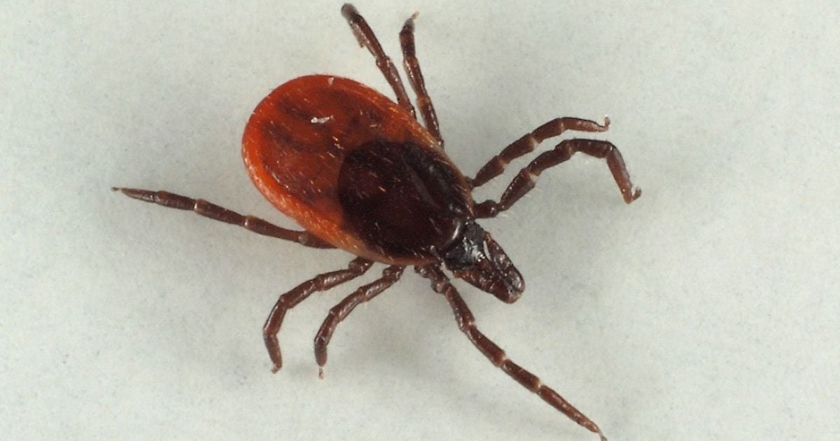 Зараз кліщі дуже активні