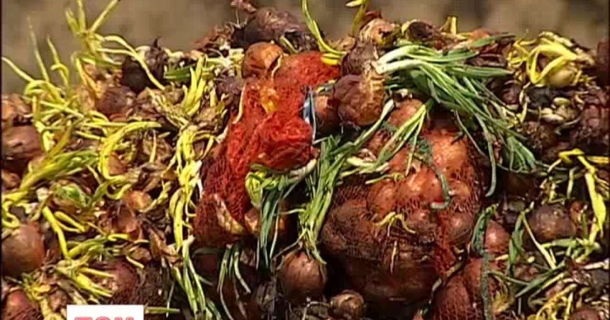 Люди не можуть нормально дихати через гнилі овочі