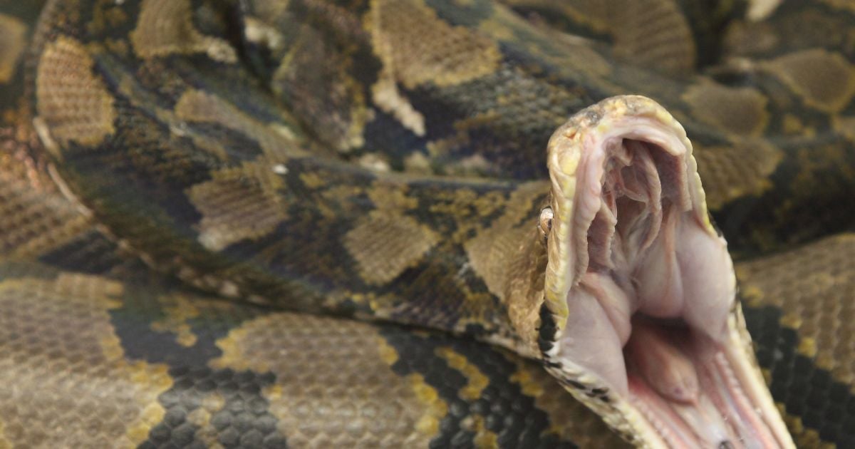 Росіянин годує свого удава хом&#039;яками і викладає відео в мережу