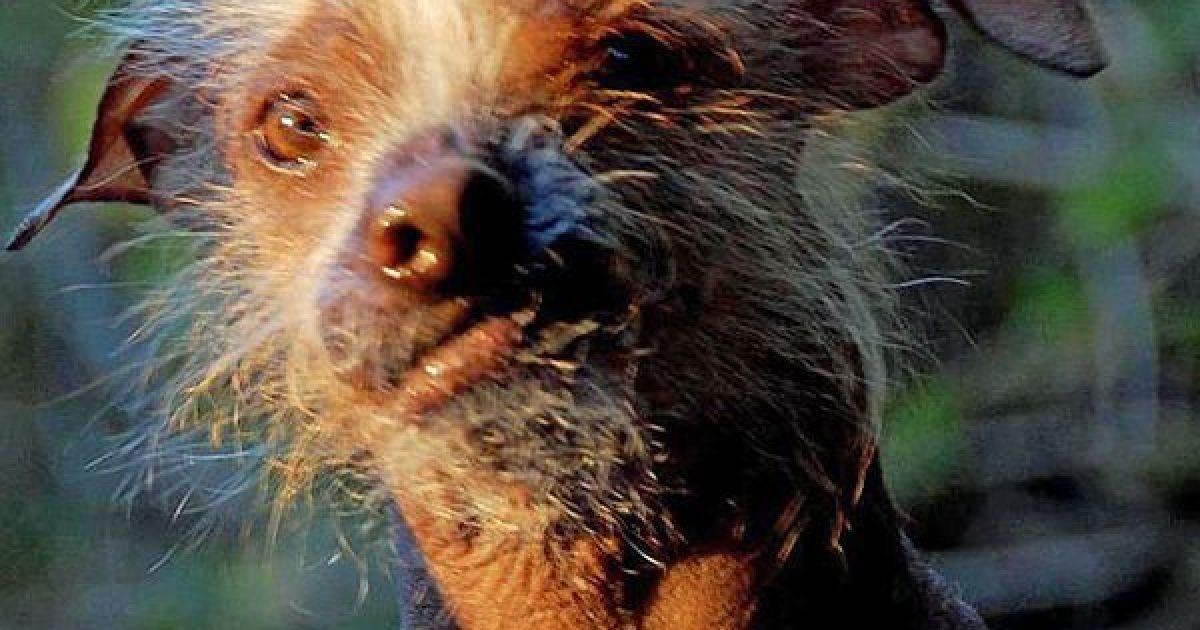 Найпотворніші собаки світу / © The Sun