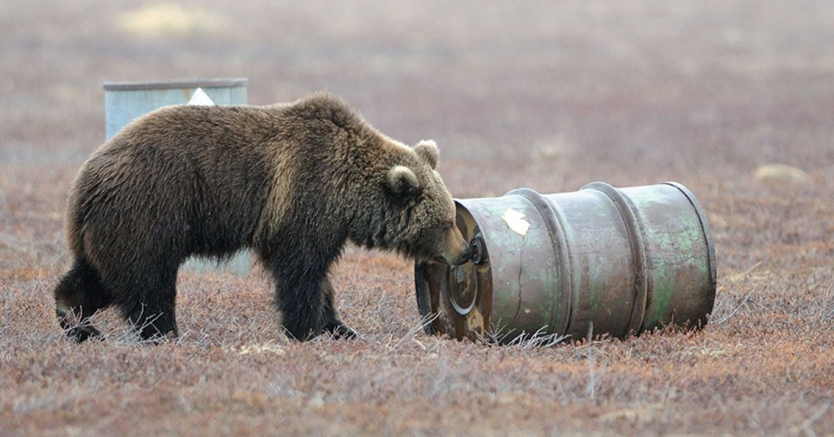 Ведмеді нюхають гас. / © Igor Shpilenok
