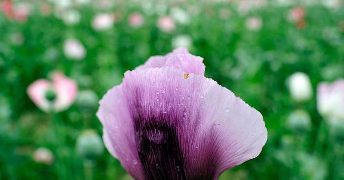 Афганські діти масово стають наркоманами і наркодилерами / © fototelegraf.ru