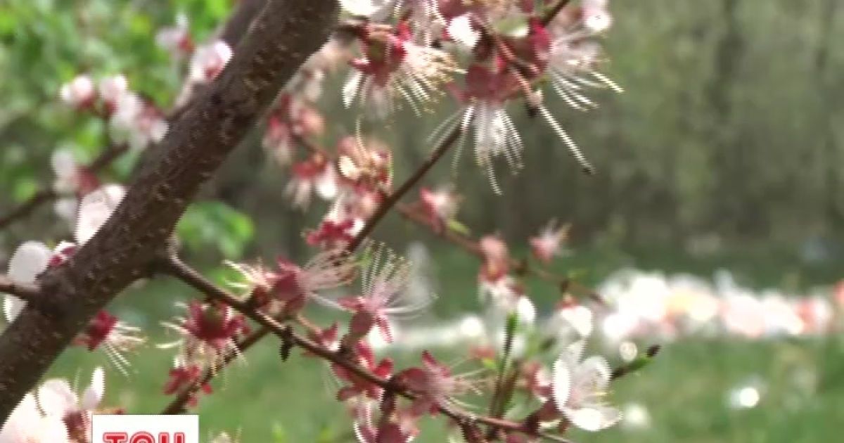 Майже 100 тисяч правоохоронців пильнуватимуть порядок свята