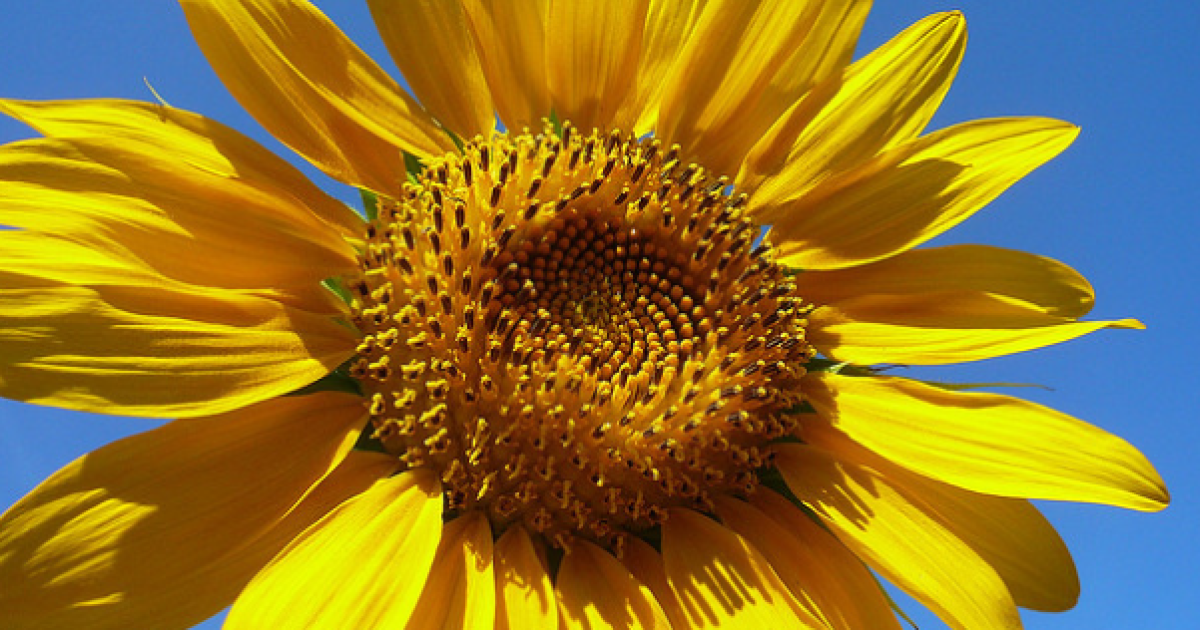 У Києві буде суха та спекотна погода.