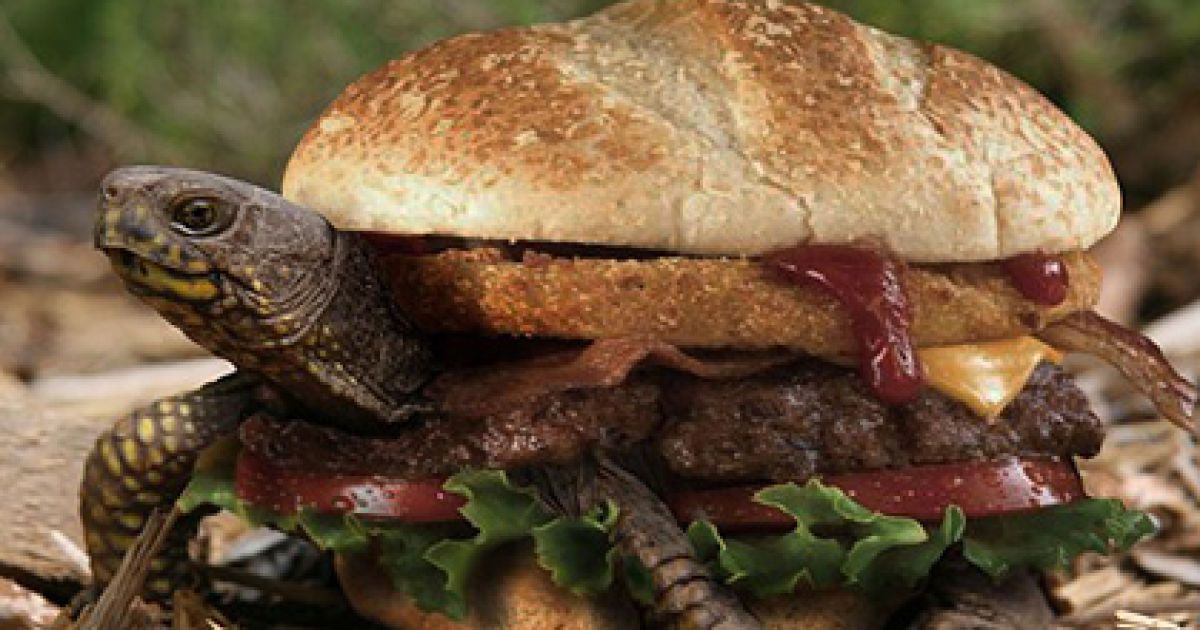 Черепаху "засікли" рентгеном.