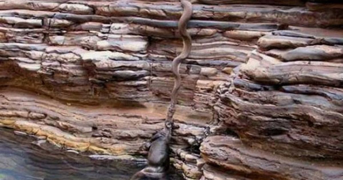 Пітон витягує з води кенгуру. / © bigpicture.ru