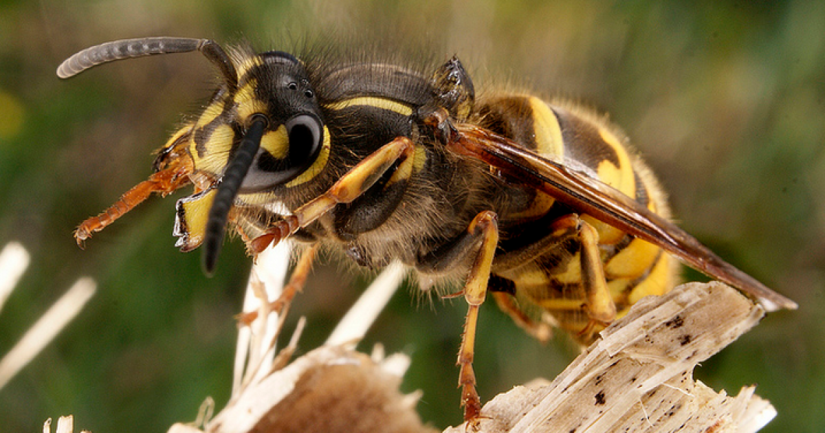 Укуси ос можуть спровокувати пухлину слизових.