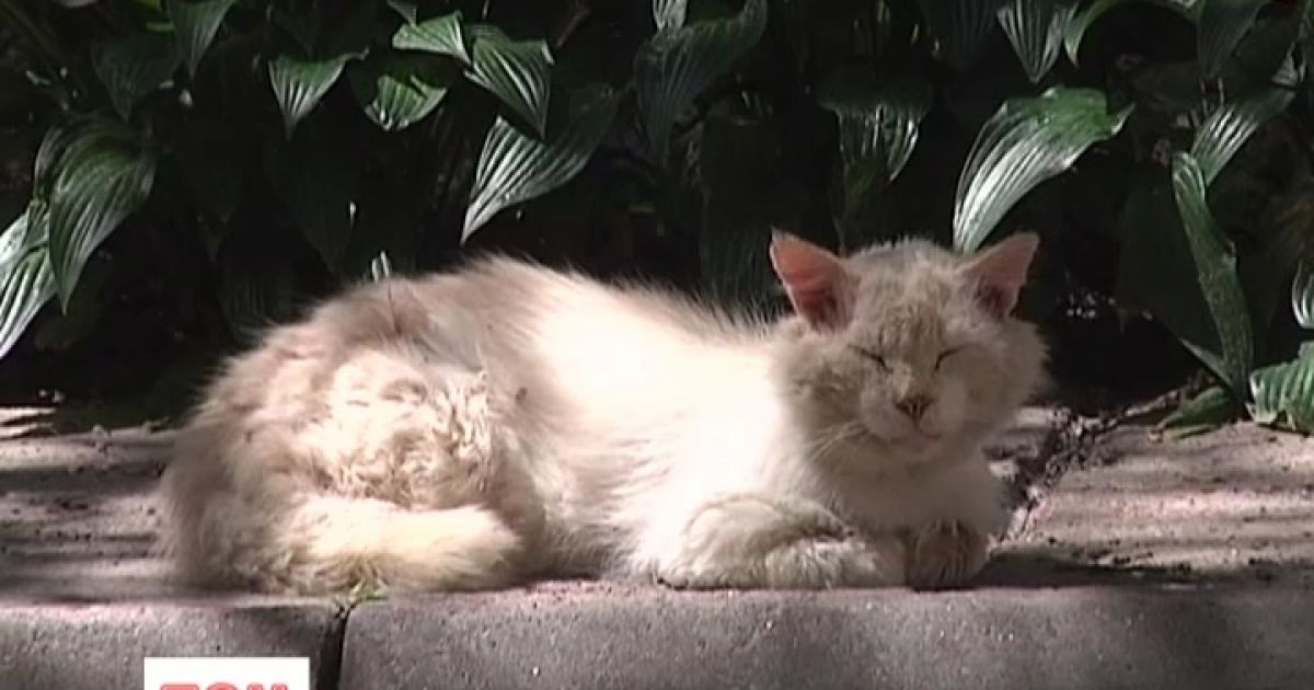 Пухнасті тварини проносять бліх із підвалів із сміттям