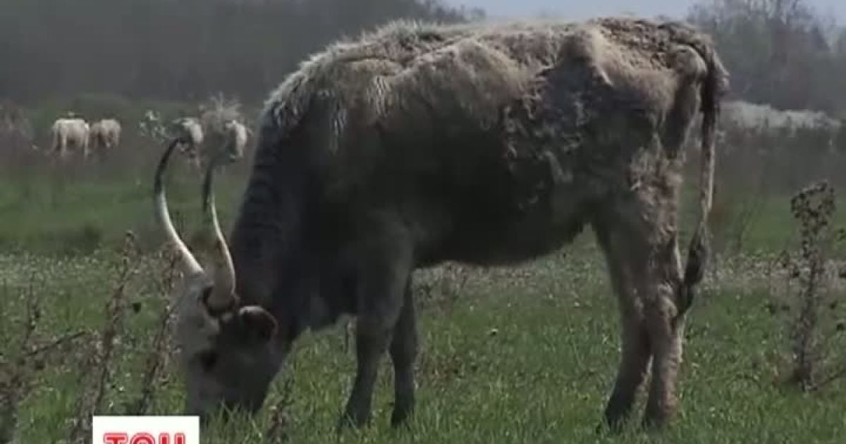 Корови загинули від дощів