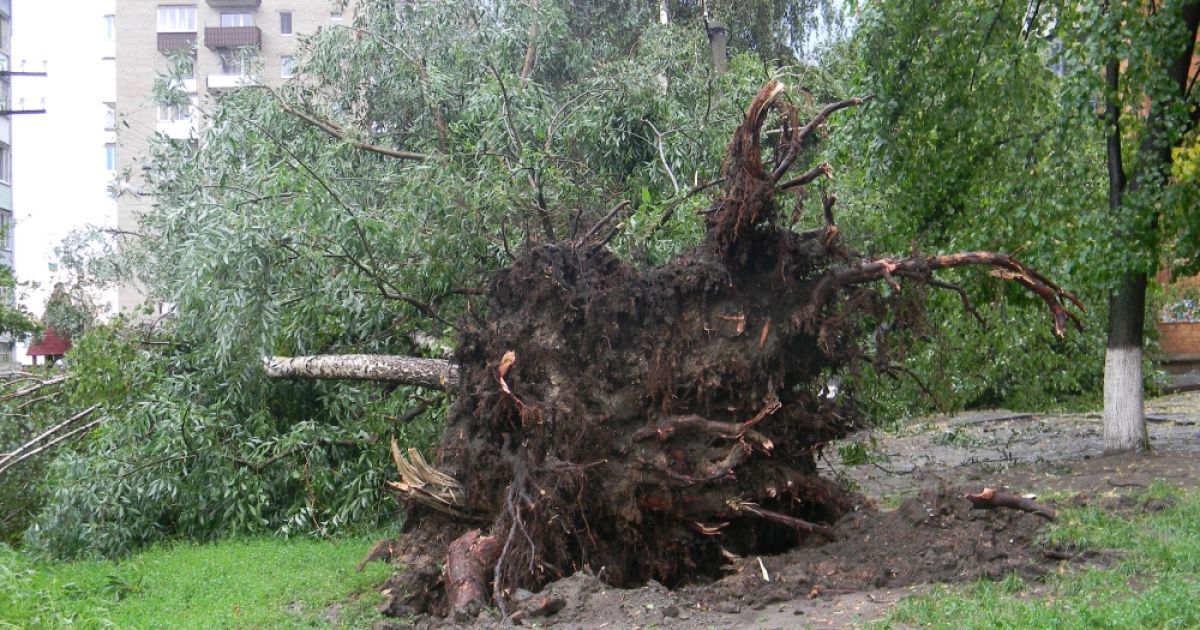На Вінничині від негоди постраждали дерева та будинки / © gazeta.ua