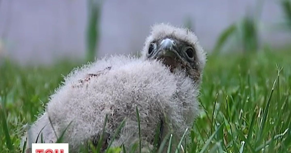 Добрі люди врятували пташку