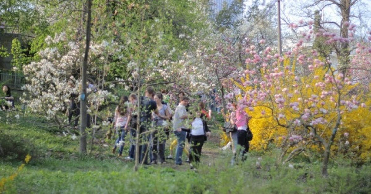 Ботанічний сад зачаровує відвідувачів квітучими магноліями / © Сегодня/Сергій Ус