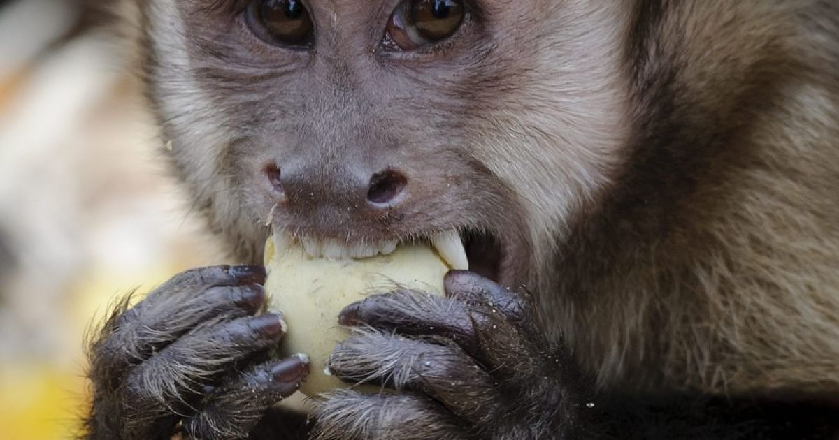 Щотретій американець відмовляється вбачати в мавпі своїх предків