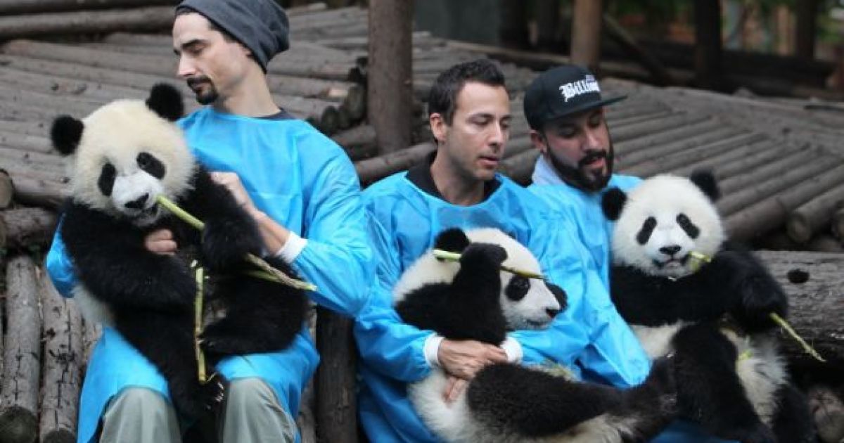 Backstreet Boys нагодували панд / © 5thelementexpeditions.com