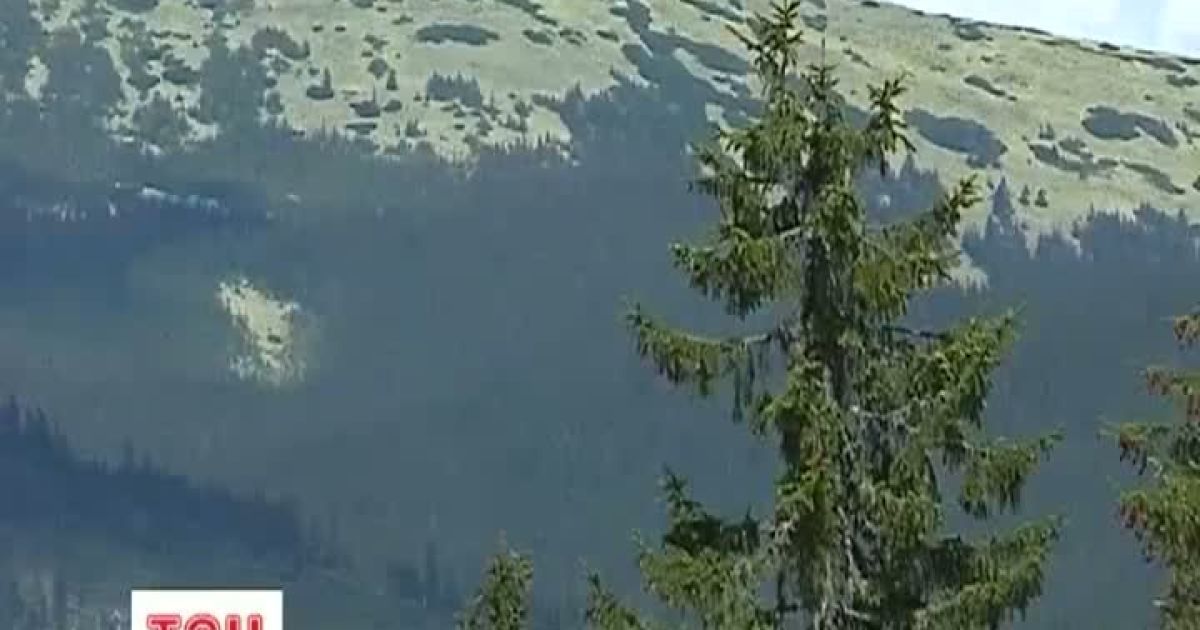 Гори врятують від алергії